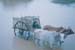 OX CART